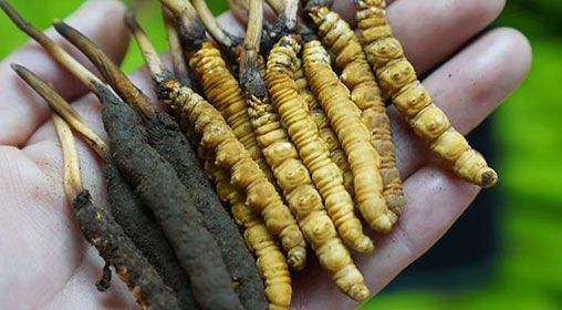 <a href=http://www.baduowang.com/xinxian/ target=_blank class=infotextkey>新<a href=http://www.baduowang.com/xinxian/ target=_blank class=infotextkey>鮮冬蟲(chóng)夏草</a></a>服用