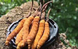 蟲草是什么？揭秘“軟黃金”的奧秘