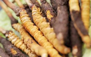 如何鑒別真假蟲草？教你幾招！