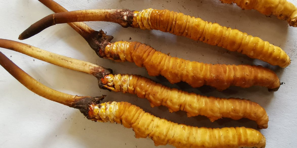 冬蟲夏草泡酒最佳配方：滋補養(yǎng)生，強身健體