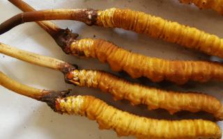 冬蟲夏草泡酒最佳配方：滋補養(yǎng)生，強身健體