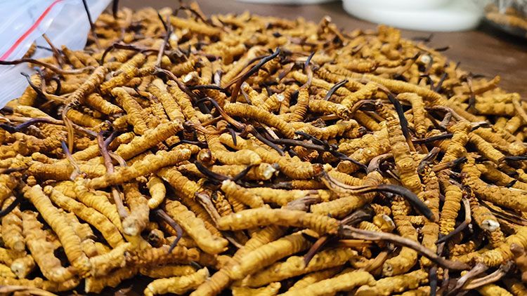 深圳<a href=http://www.baduowang.com/zhengce/ target=_blank class=infotextkey>冬蟲夏草交易</a>市場(chǎng)：南中國(guó)蟲草貿(mào)易的黃金樞紐