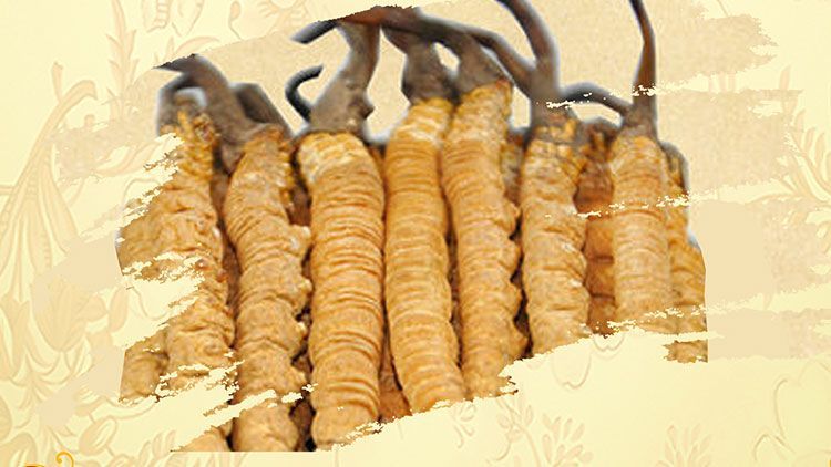 冬蟲夏草御寒效果好嗎？科學(xué)解讀其抗寒機(jī)制