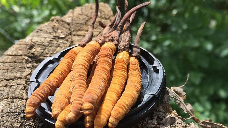 蟲草是什么？揭秘"軟黃金"的奧秘