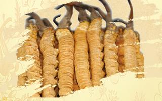 冬蟲夏草御寒效果好嗎？科學(xué)解讀其抗寒機(jī)制