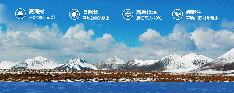 為什么說(shuō)西藏那曲的冬蟲(chóng)夏草，是品質(zhì)最好的蟲(chóng)草！