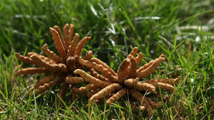 回收<a href=http://www.baduowang.com/jiage/ target=_blank class=infotextkey>冬蟲夏草多少錢</a>