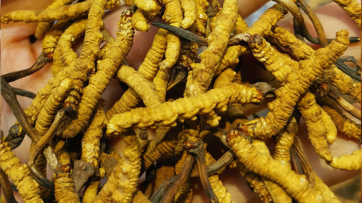 冬蟲夏草對(duì)寶媽有好處嗎