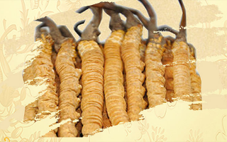 冬蟲夏草磨成粉放多久