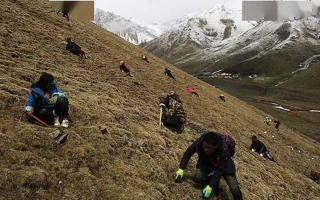 野生冬蟲夏草一斤多少錢？