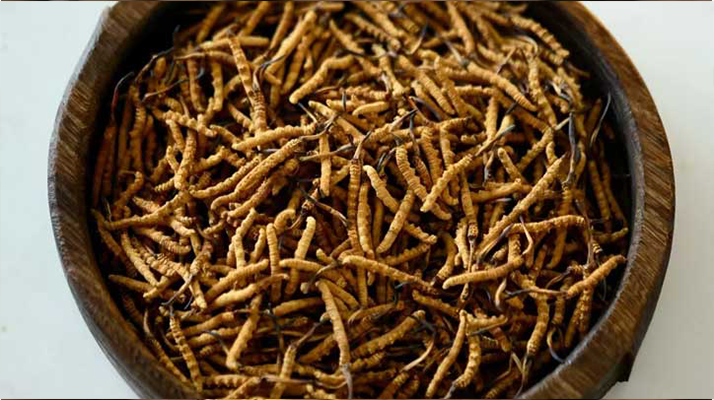 <a href=http://www.baduowang.com/ target=_blank class=infotextkey>冬蟲夏草</a>真?zhèn)伪鎰e全攻略：五招識破 “李鬼”