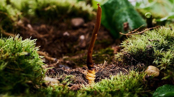 探秘 2024 年野生<a href=http://www.baduowang.com/xinxian/ target=_blank class=infotextkey>新<a href=http://www.baduowang.com/xinxian/ target=_blank class=infotextkey>鮮冬蟲夏草</a></a>