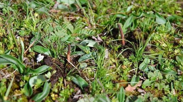 冬蟲夏草干鮮之選：多維對比助你抉擇