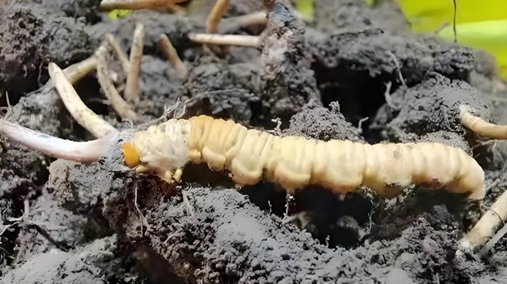 冬蟲夏草鮮草與干草的差異解析：不同形態(tài)，別樣價值