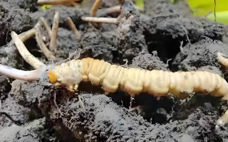 冬蟲夏草鮮草與干草的差異解析：不同形態(tài)，別樣價值