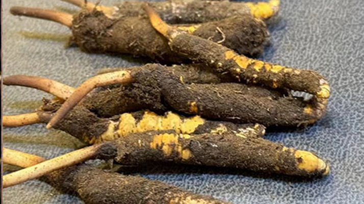 冬蟲夏草鮮草怎么吃？科學用量指南