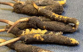 冬蟲夏草鮮草怎么吃？科學用量指南