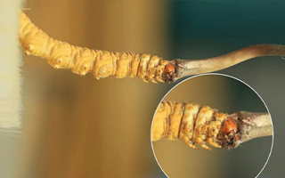 哪里能買到新鮮的冬蟲夏草？這幾個(gè)渠道要知道