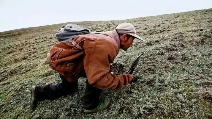 西藏冬蟲夏草最大產(chǎn)地：那曲，自然饋贈的珍寶之地
