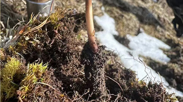 探秘純野生新鮮冬蟲夏草：大自然的珍稀饋贈