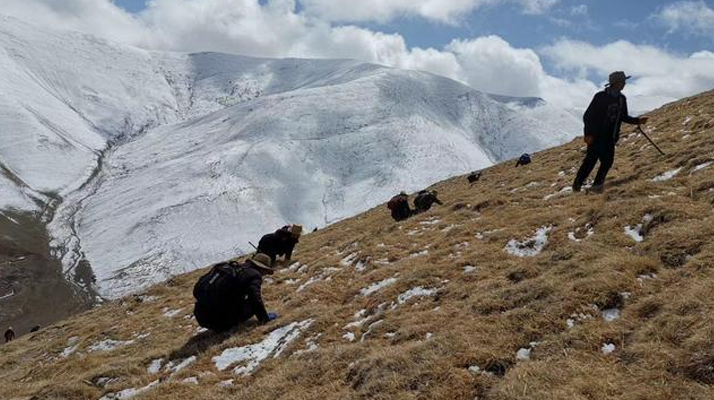 采挖新鮮冬蟲(chóng)夏草合法嗎？