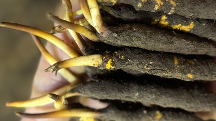 10 支裝<a href=http://www.baduowang.com/xinxian/ target=_blank class=infotextkey>鮮冬蟲夏草價(jià)格</a>分析