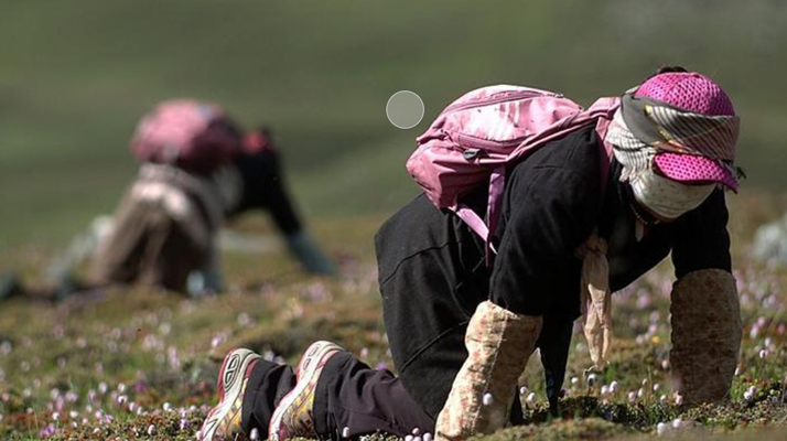 西藏<a href=http://www.baduowang.com/xinxian/ target=_blank class=infotextkey>新<a href=http://www.baduowang.com/xinxian/ target=_blank class=infotextkey>鮮冬蟲夏草</a></a>:雪域高原的神奇饋贈