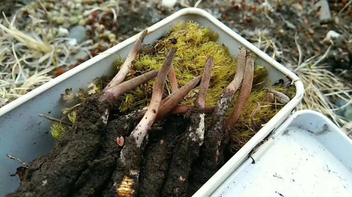 冬蟲夏草鮮草季：邂逅高原至寶，開啟健康滋養(yǎng)新體驗