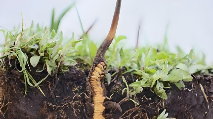 冬蟲夏草鮮草：鮮活的生命力，至臻的養(yǎng)生之選