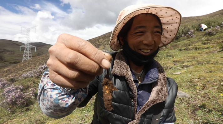 冬蟲夏草鮮草的挖掘方法與奧秘