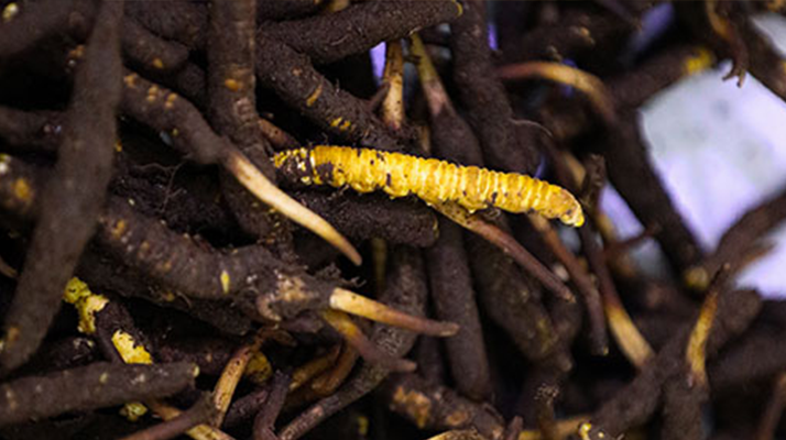 品鮮蟲草之妙，享滋補之道