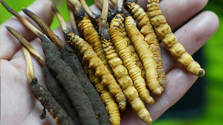 冬蟲(chóng)夏草泡酒：鮮草入酒，鎖住精華的養(yǎng)生之道