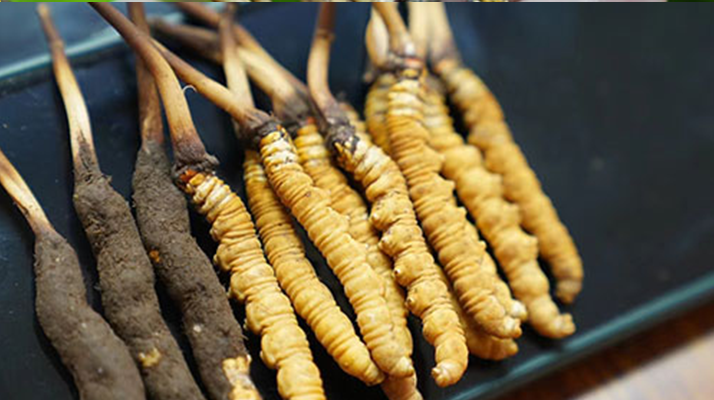 冬蟲夏草鮮草吃多久？科學(xué)食用周期與效果解析