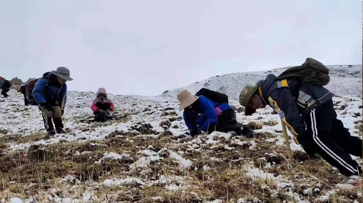 冬蟲夏草鮮草采挖：一場與高原的生命對話