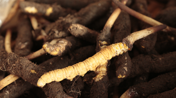 吃鮮冬蟲夏草會便秘嗎？