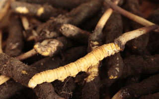 吃鮮冬蟲夏草會便秘嗎？科學(xué)解讀蟲草與腸道健康的微妙關(guān)系