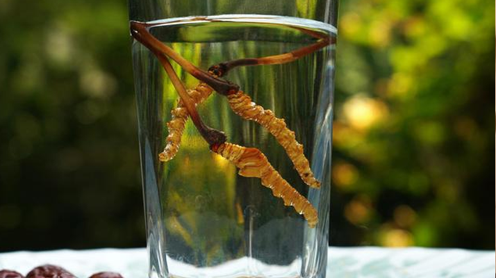 冬蟲(chóng)夏草鮮草泡酒全攻略:泡出滋補(bǔ)佳釀