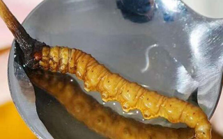 冬蟲夏草鮮草冷凍后這樣吃，營養(yǎng)不流失！