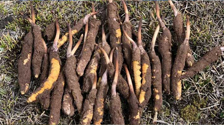 冬蟲夏草：干的好還是新鮮的妙？