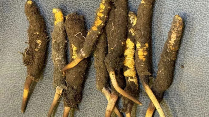 冬蟲夏草鮮草的功效與美味做法