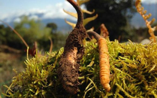 冬蟲(chóng)夏草鮮草清洗全攻略