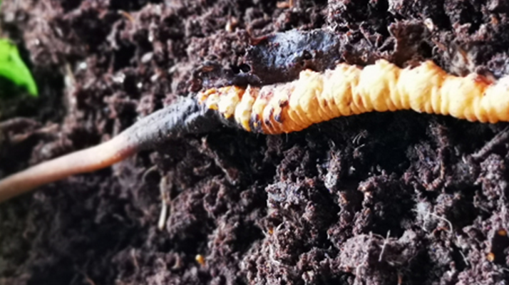 <a href=http://www.baduowang.com/xinxian/ target=_blank class=infotextkey>新<a href=http://www.baduowang.com/xinxian/ target=_blank class=infotextkey>鮮冬蟲夏草價格</a></a>解析