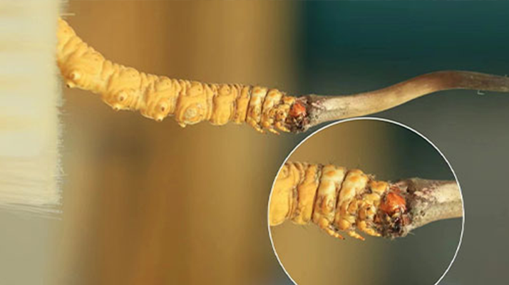 探尋鮮冬蟲夏草的絕佳口感：好口感的標(biāo)準(zhǔn)與奧秘