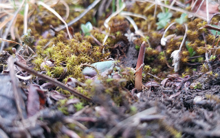 鮮冬蟲夏草辨別全攻略：識破真假，挑選優(yōu)質(zhì)好蟲草? ? ? ?