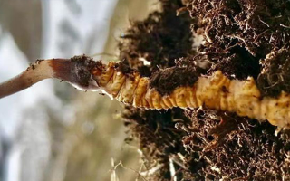 新鮮冬蟲夏草能生吃嗎？揭秘健康食用真相