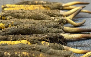 新鮮冬蟲(chóng)夏草吃幾克好？科學(xué)用量指南