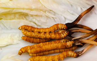 一克鮮草，千金之珍：探秘 1 克新鮮冬蟲夏草