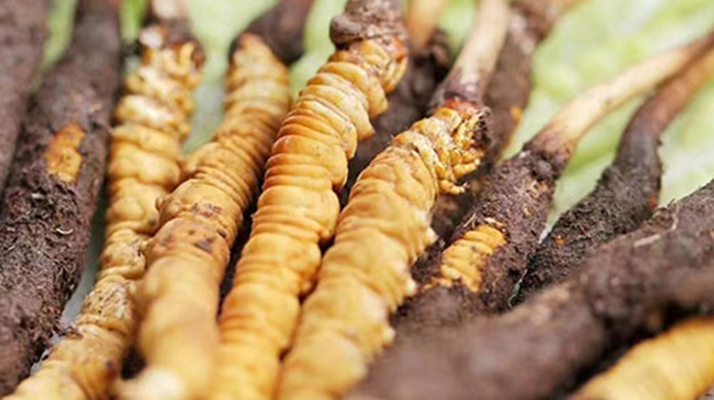 冬蟲(chóng)夏草：曬干食用還是鮮食更優(yōu)？