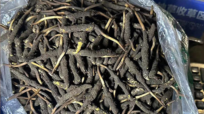 冬蟲夏草可以吃鮮的嗎？一文為你揭秘