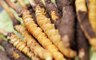 冬蟲夏草：干品與鮮品，誰更勝一籌？